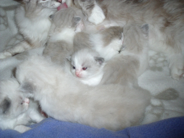 kittens633