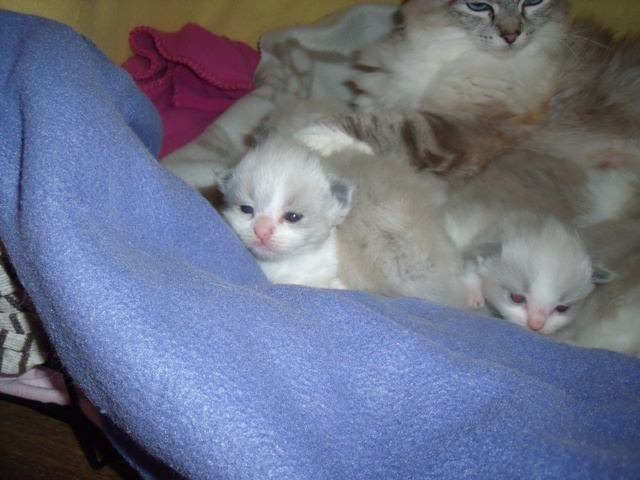 kittens634